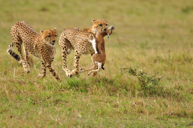 4 Days Masai Mara/Nakuru Mid-range Safari
