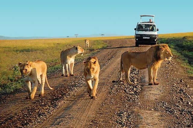 6 Days Mara/Lk. Nakuru/Amboseli Mid-range Safari