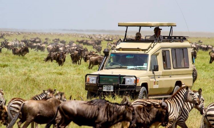8 Day Kenya And Tanzania Mid Luxury Safari 3