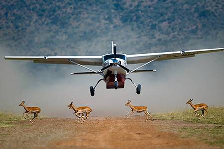 Kenya Flyin Wild Encounters