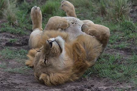 Luxury Kenya Road Safari