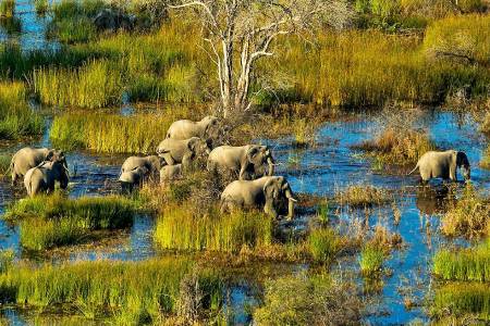 okavango-delta