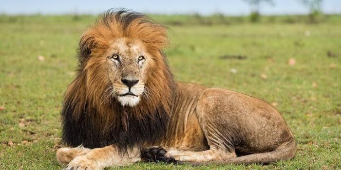 A Day Tour Masai Mara Fly in Safari