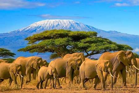 5 DAY KENYA MID RANGE SAFARI BY OKOA AFRICA TOURS (1)